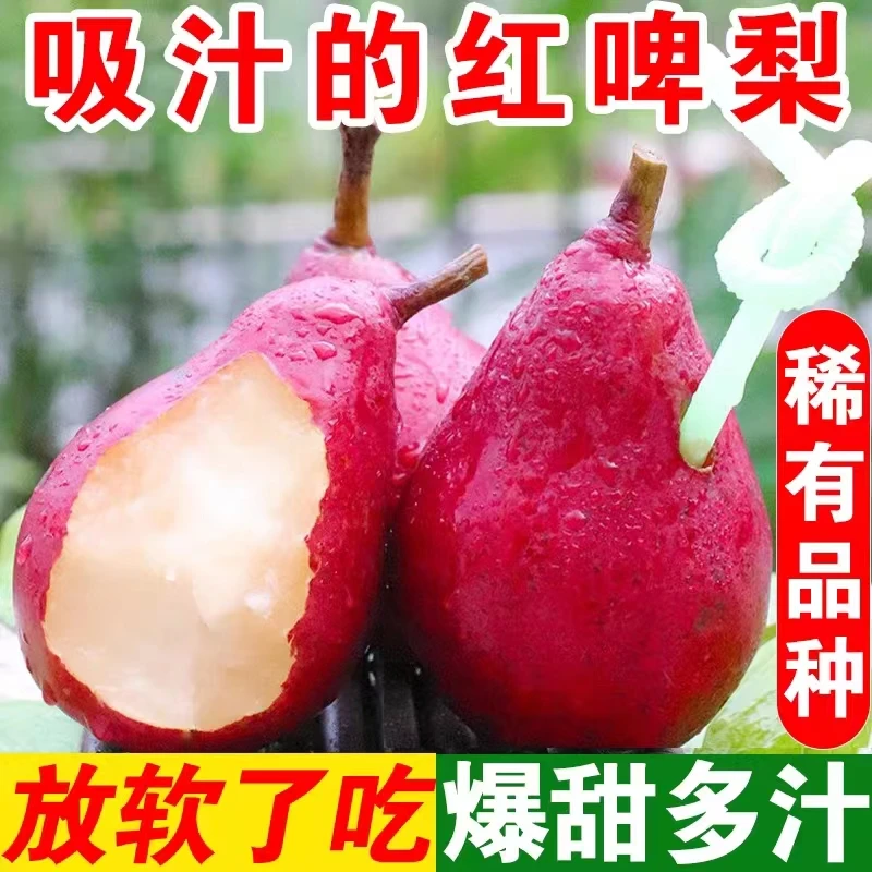【稀有品种】红啤梨新鲜梨子软糯香甜应季水果软梨红皮梨5斤3斤包邮
