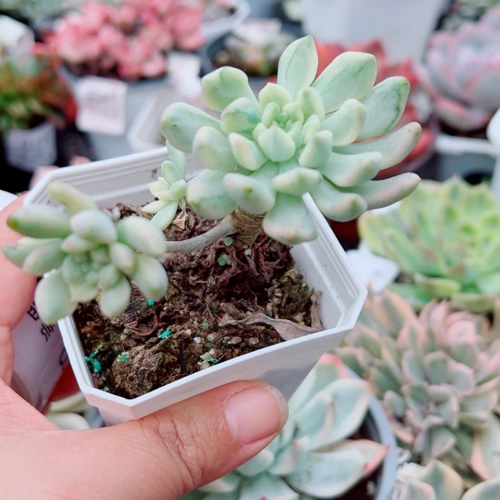 苹果锦多肉植物184