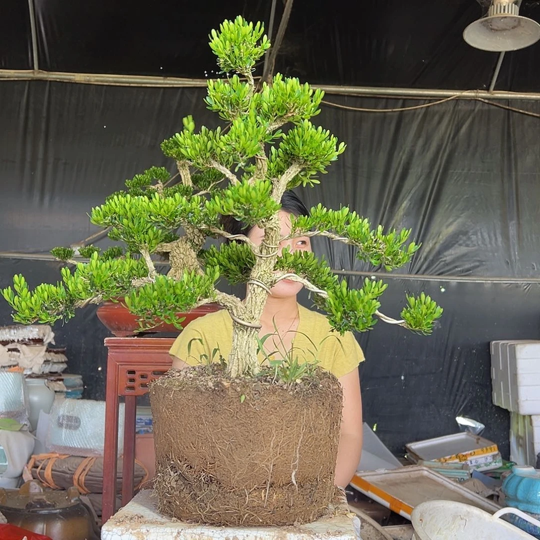 琉璃手工艺品黄杨