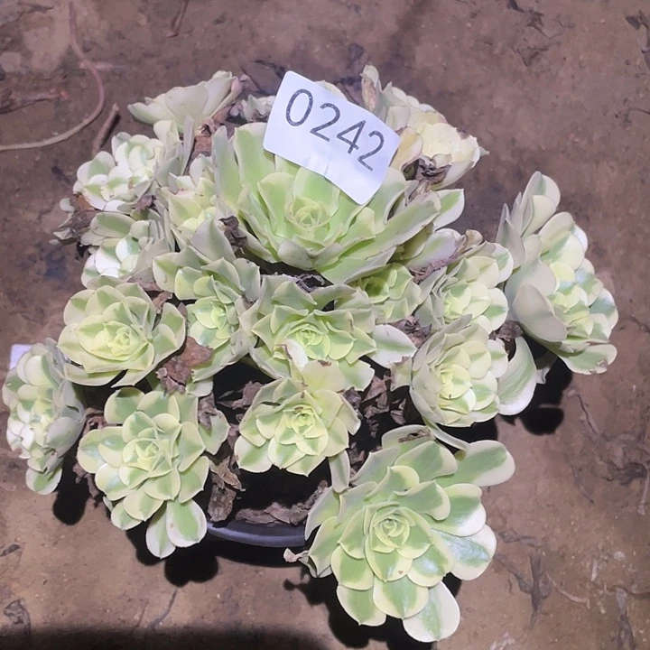 多肉植物法师242绿豆沙