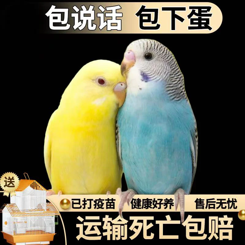 【会学说话的鹦鹉】2只情侣会下蛋繁殖（可教说话）雏鸟活体鸟宠物鸟