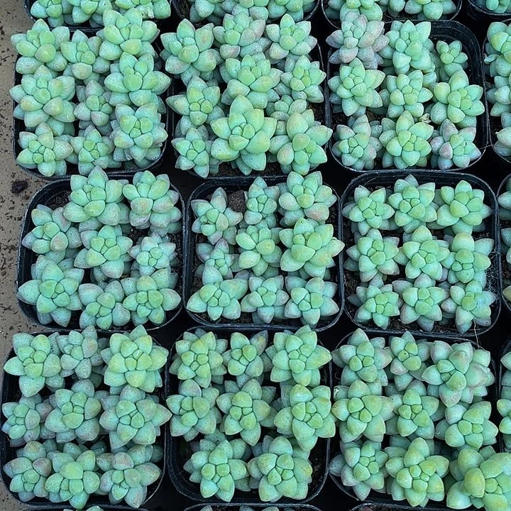 玉坠2.8带盆土发