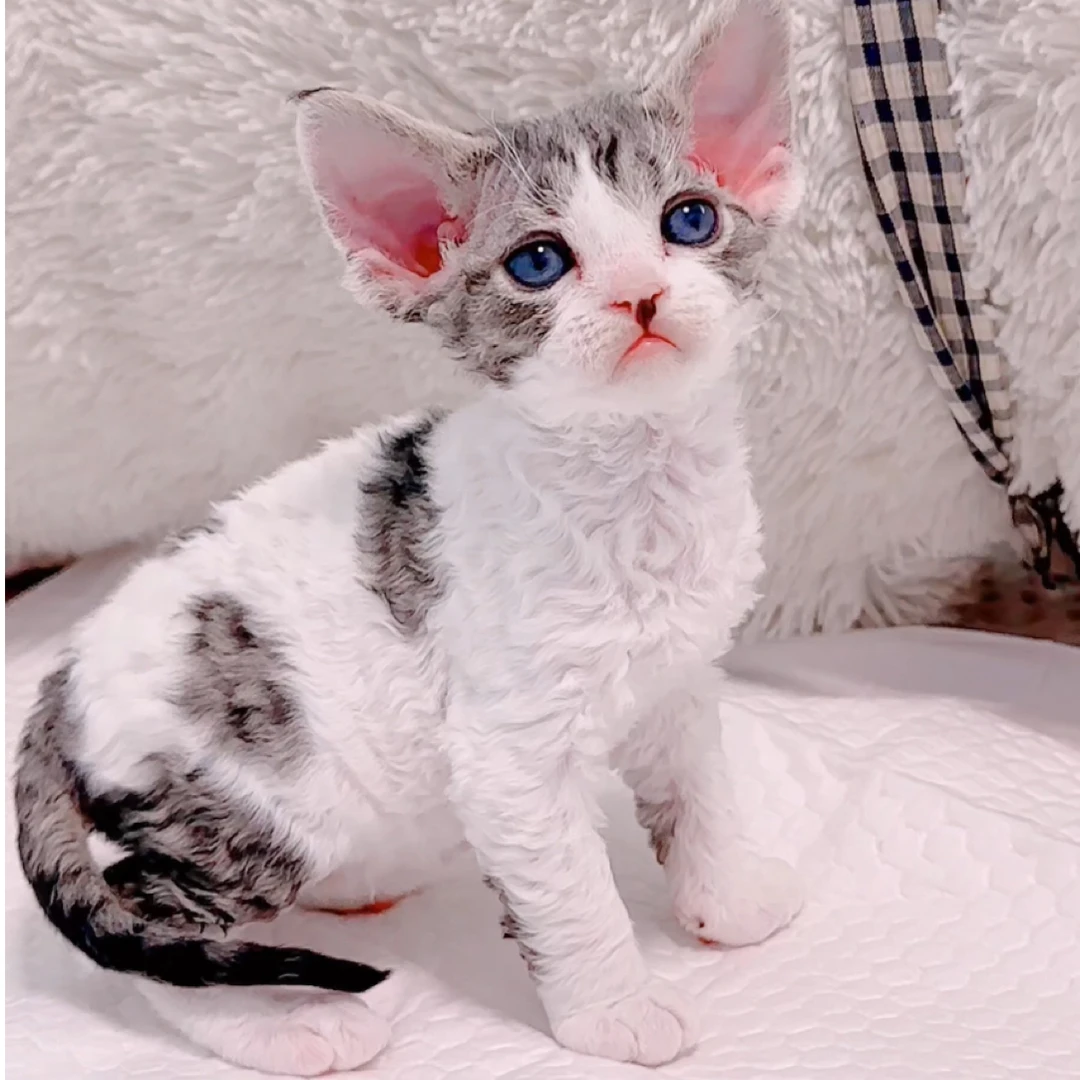 虎斑开脸德文弟弟德文卷毛猫活体猫幼崽
