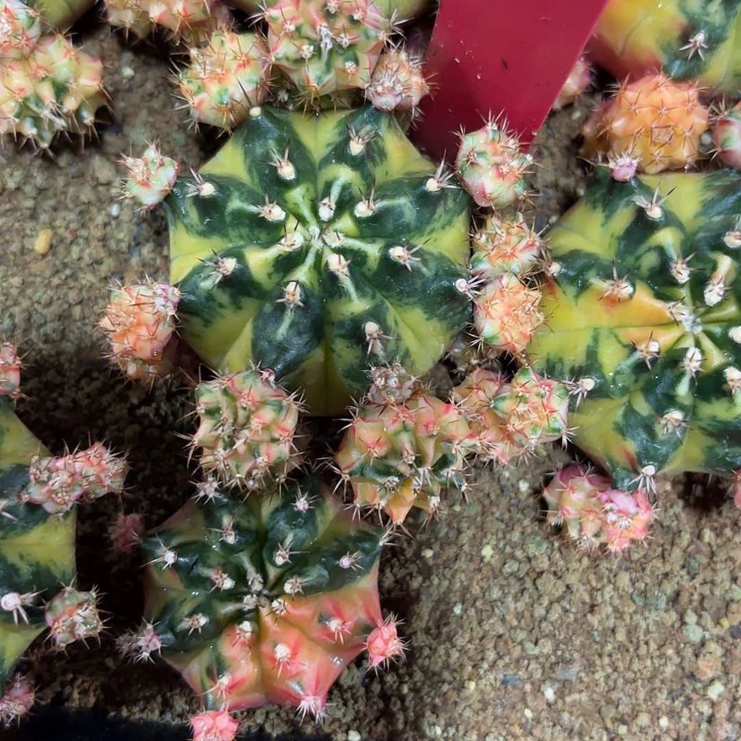 ****夏261-1016泰国发货多肉补发