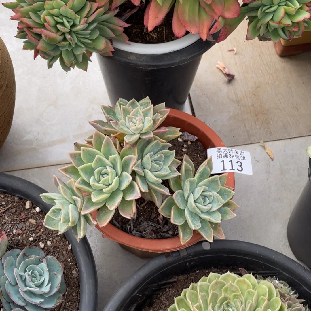 江***吖黑大帅多肉113哈利