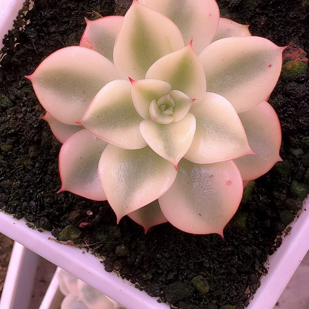 斗牛士锦多肉植物