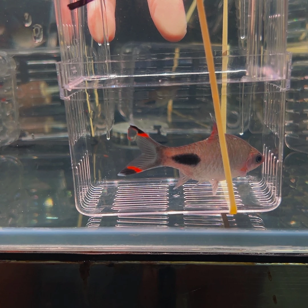 工具鱼黑影鱼鱼鱼鱼鱼30