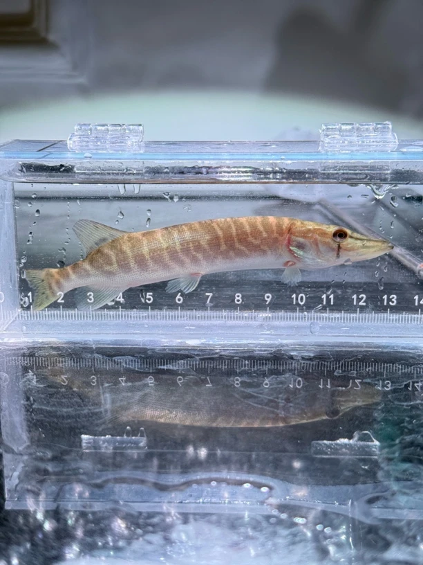 观赏鱼白斑狗鱼苗黑斑狗鱼活体鱼冷水鱼猛鱼鱼苗原生鱼凶猛稀有鱼