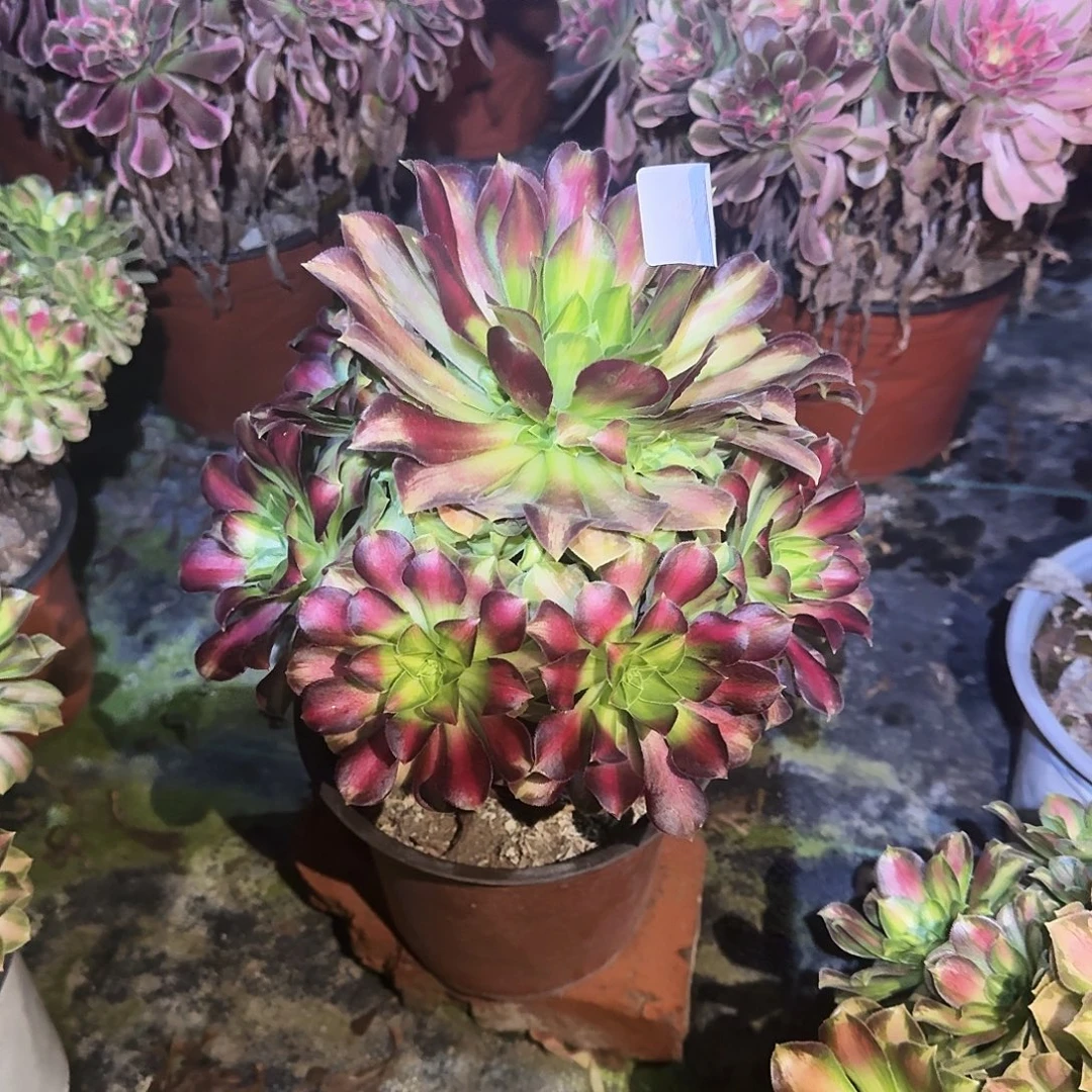 多肉植物韶华0527