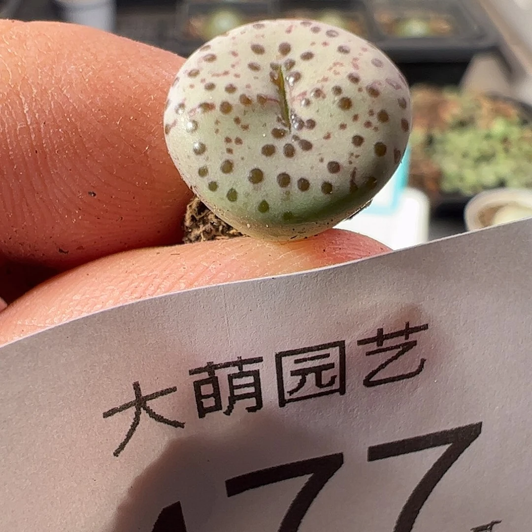 一物一拍匈牙利种源1452764火龙果安贞 477