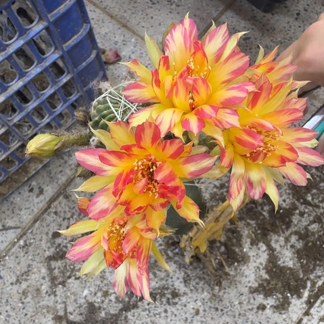 308嫁接新品丽花脱土掰花发货斑，20包邮