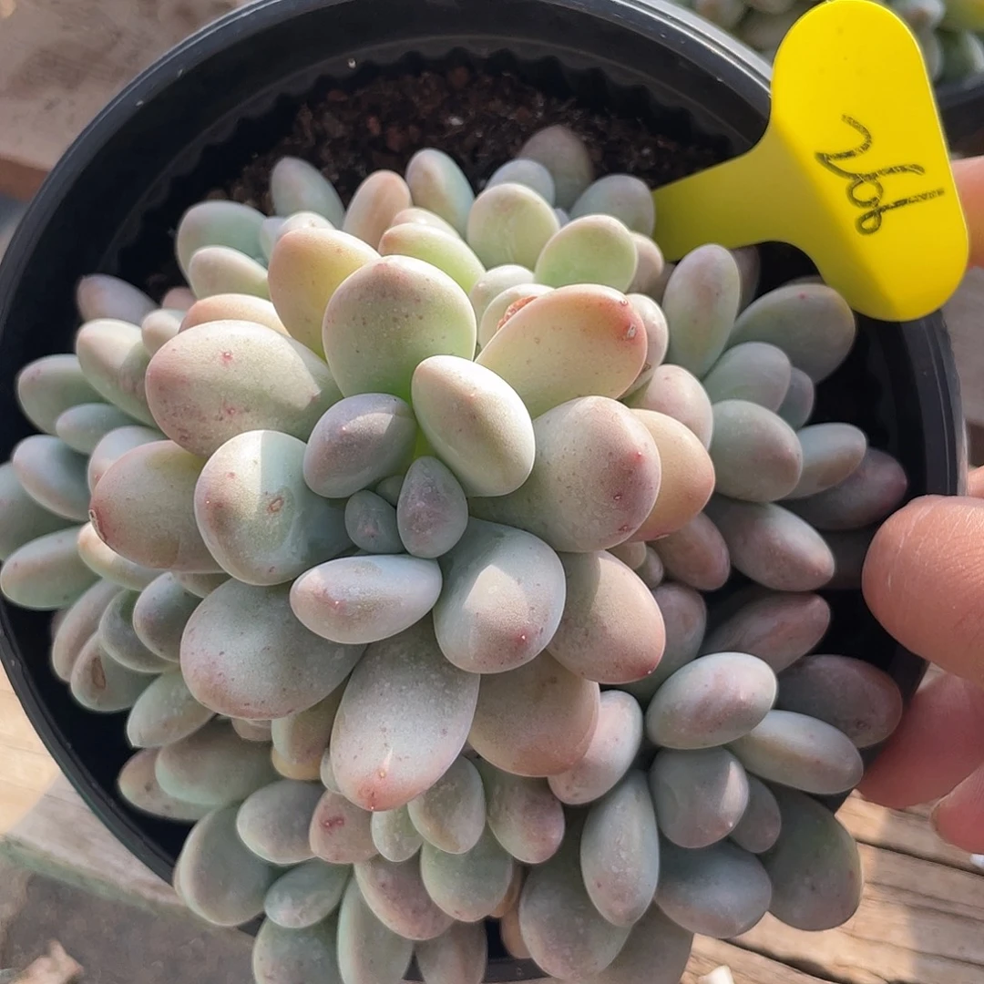 香玉群生多肉植物266