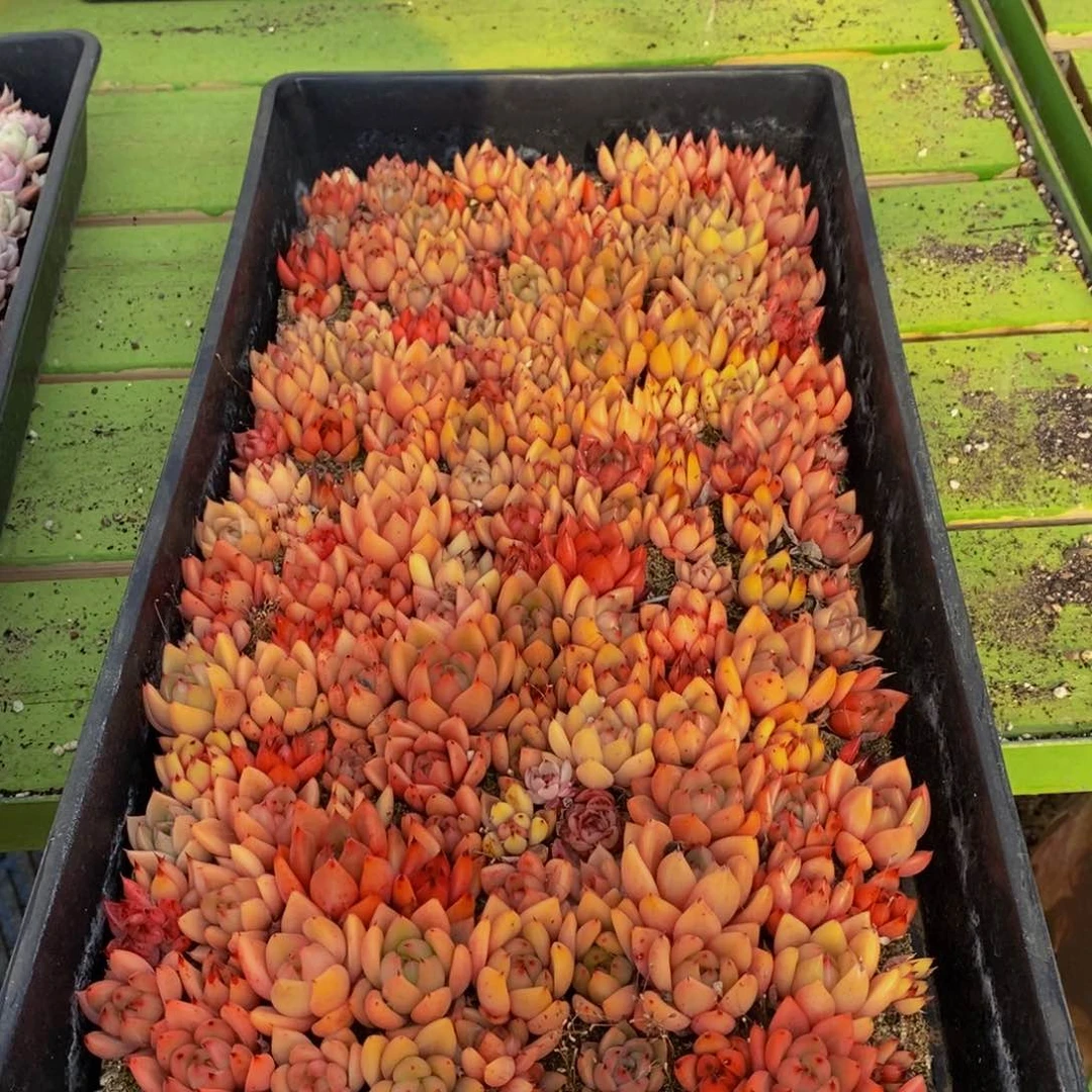 073多肉植物保护研究所所长助理