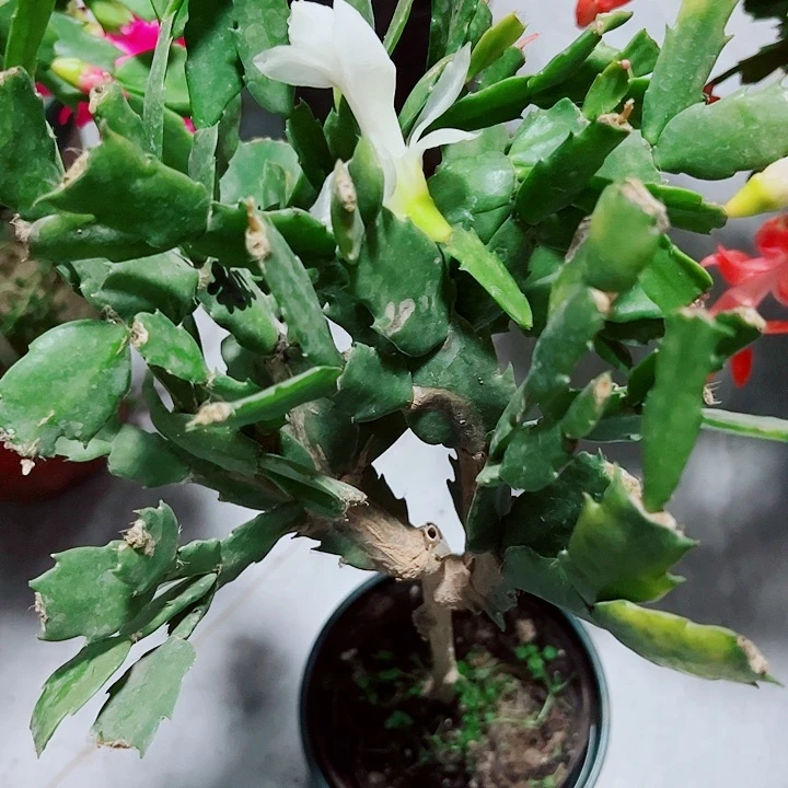 零**分叶仙嫁接蟹爪爪