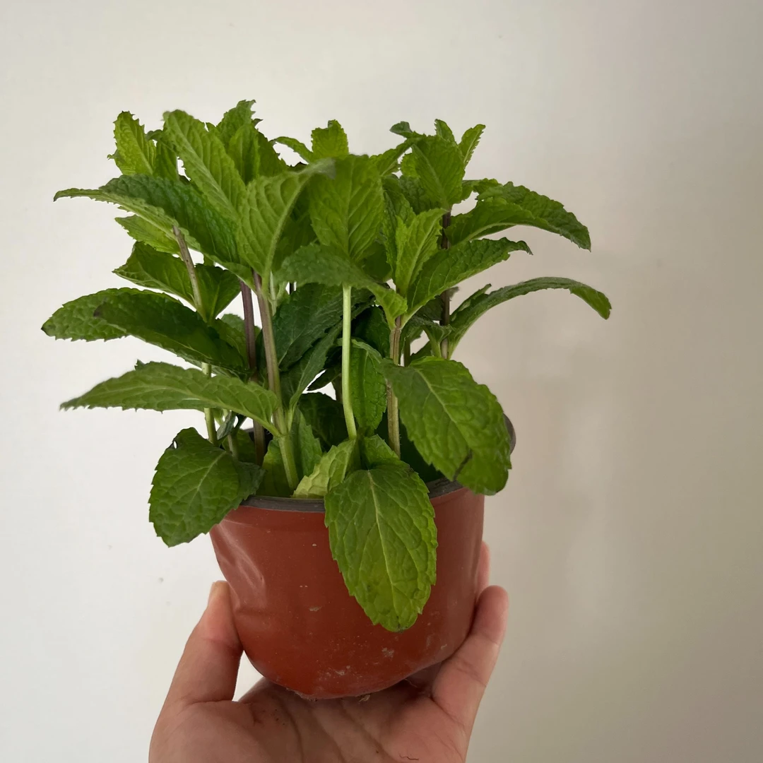 薄荷 盆栽 可食用家庭办公室阳台驱蚊驱虫观赏绿植