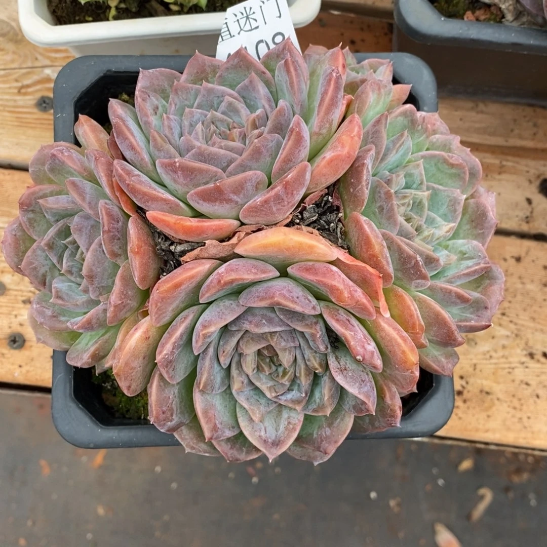 小***头杂交精品多肉4108~14厘米