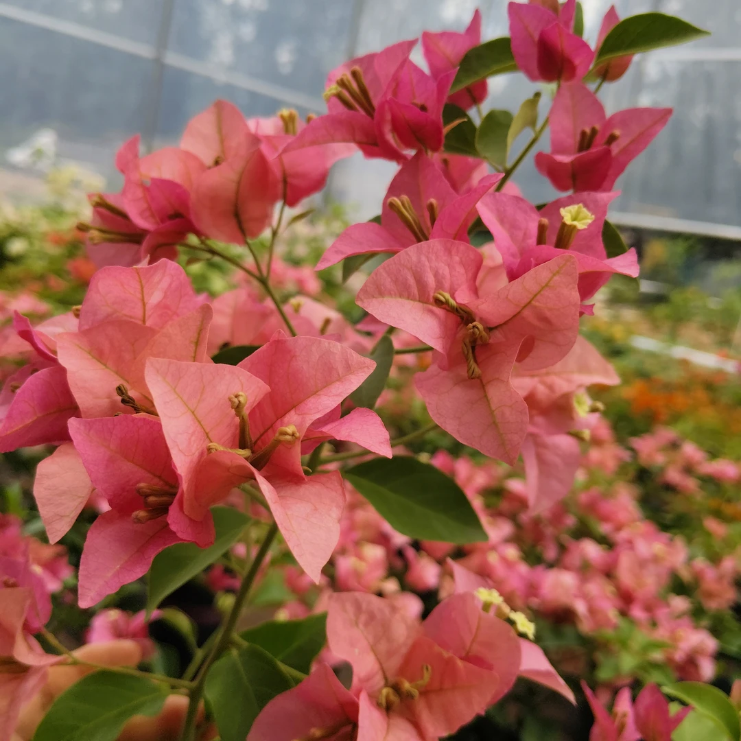 （卡亚塔）一物一拍 落花落叶落光杆 折枝断枝不售后 介意慎拍