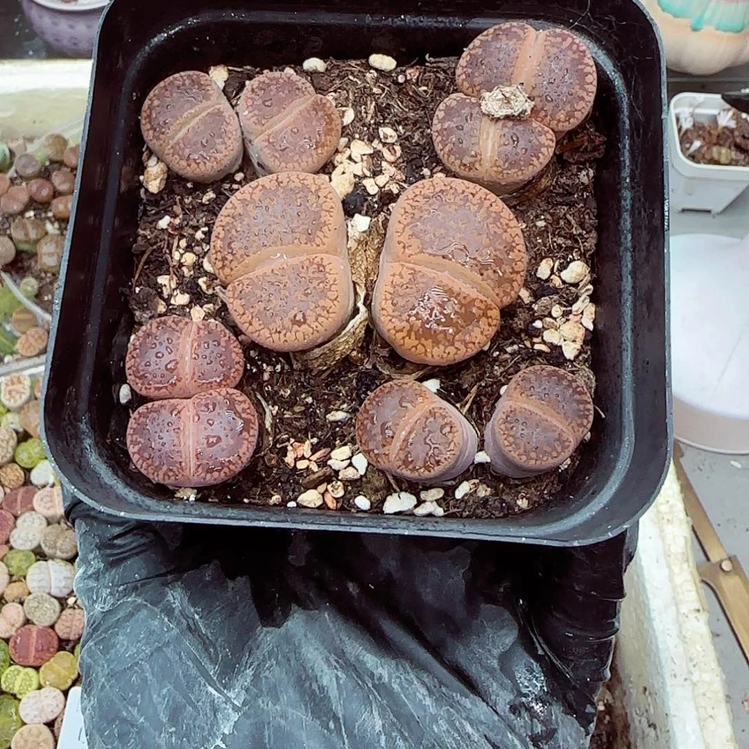 生石花18包邮0909-63