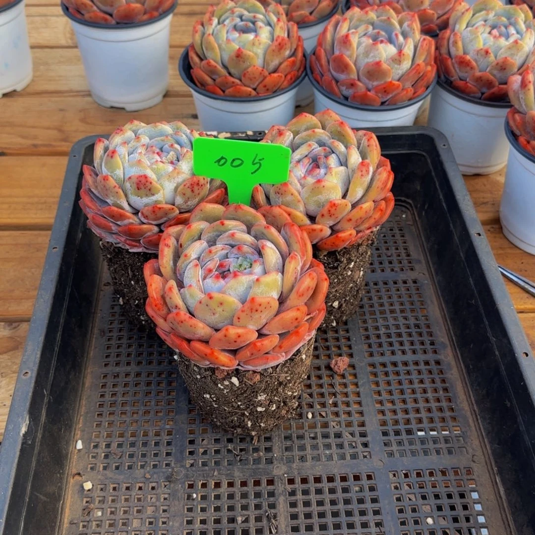 组合套餐编号零五号