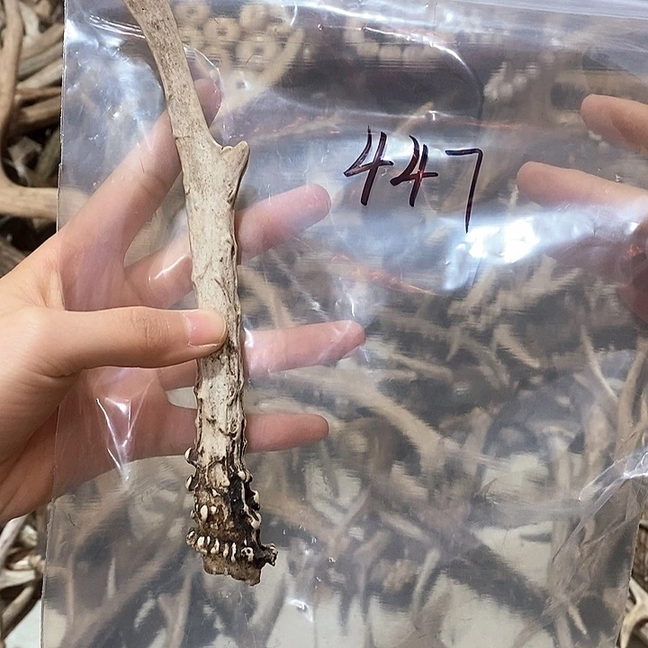 鹿角鹿角鹿角鹿角