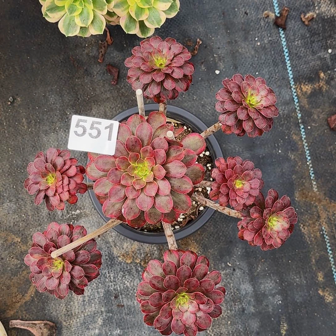 551黑天鹅法师植物