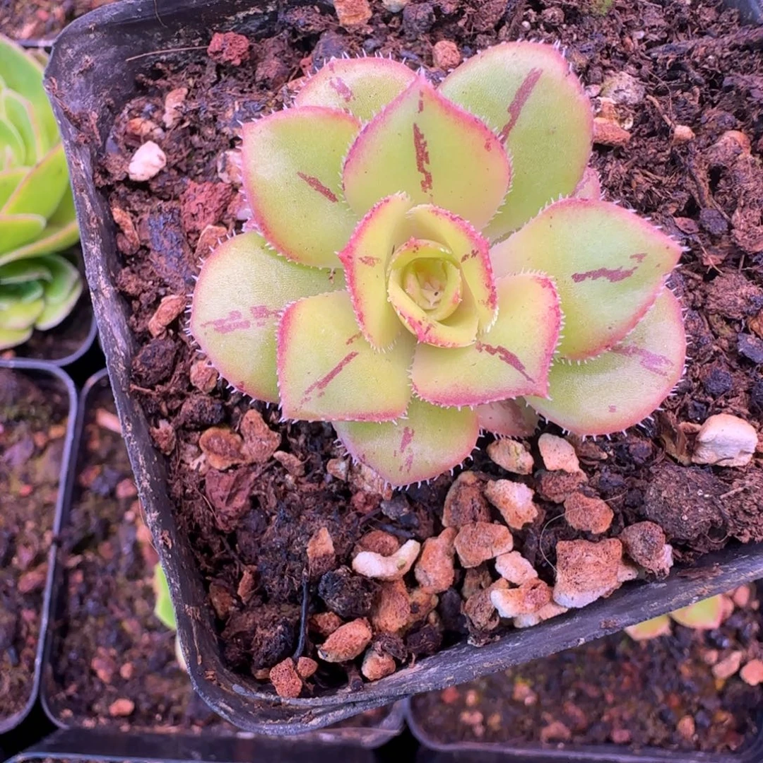 新品枚法L715流金不含盆土