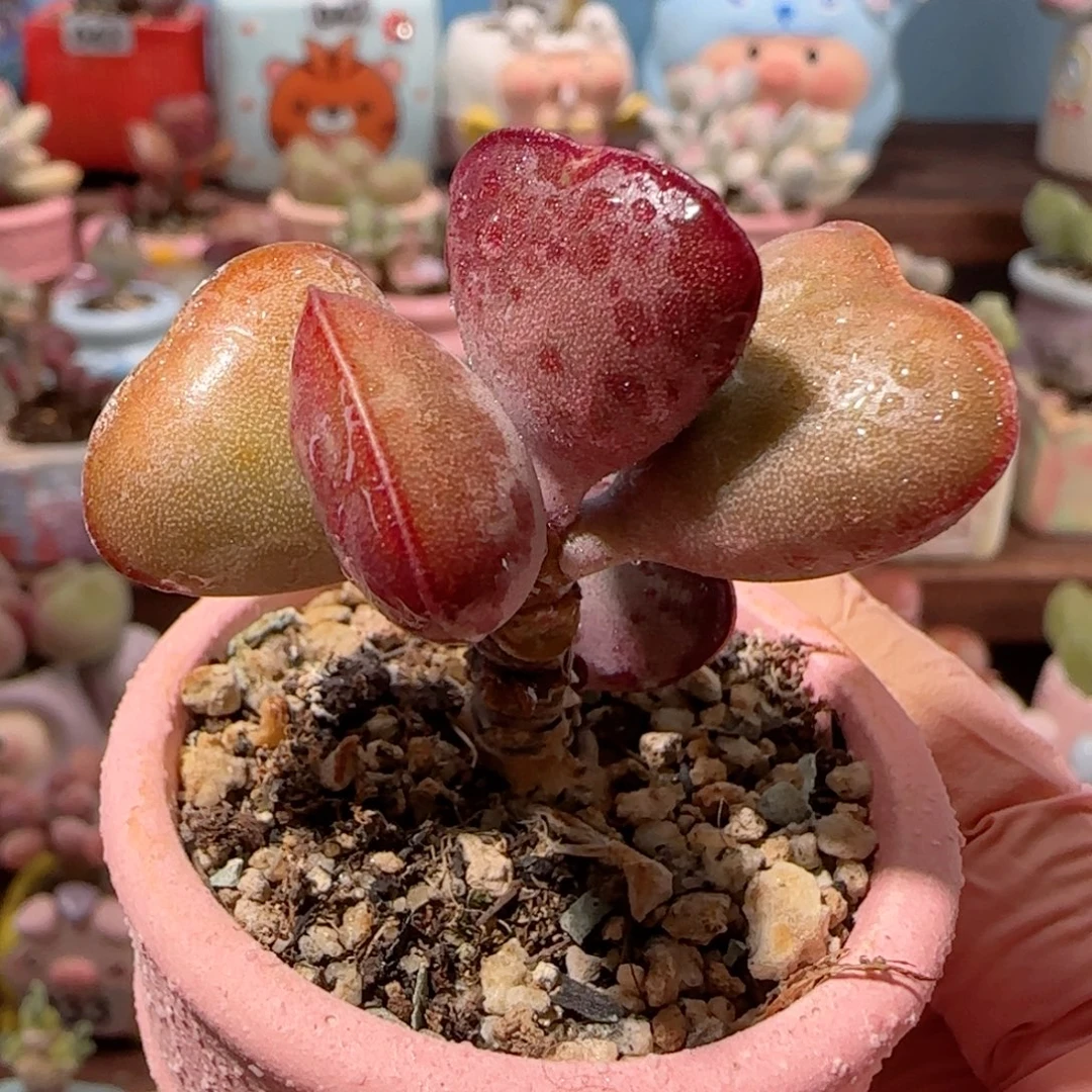 爱心带侧芽 盆口4cm