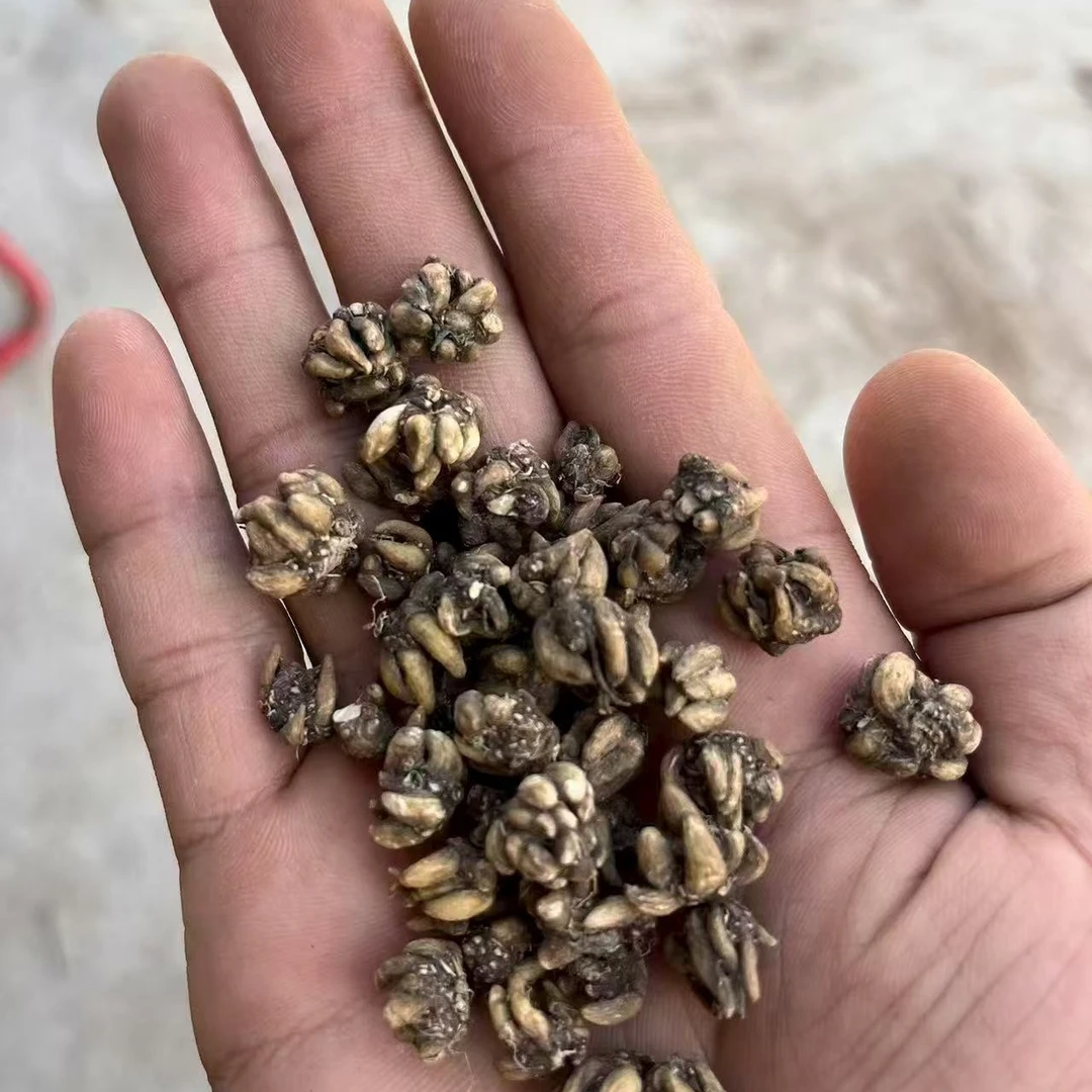 野生猫爪草无硫爪爪明显可搭配桑黄夏枯草蒲公英