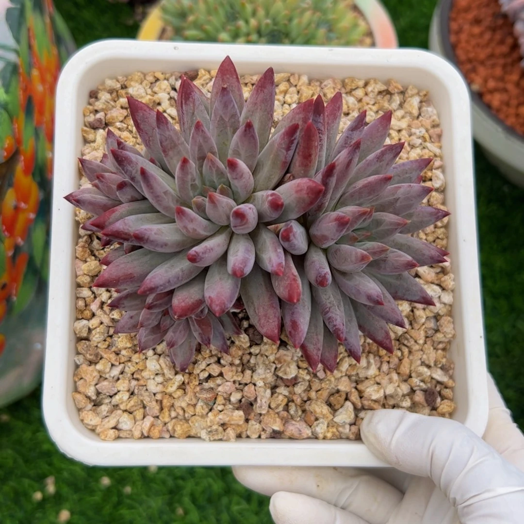 羽毛纹虞美人多肉植物