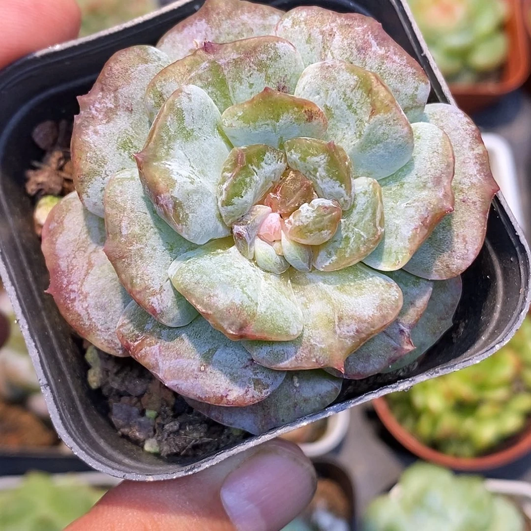 冰魄石化30包邮非偏远