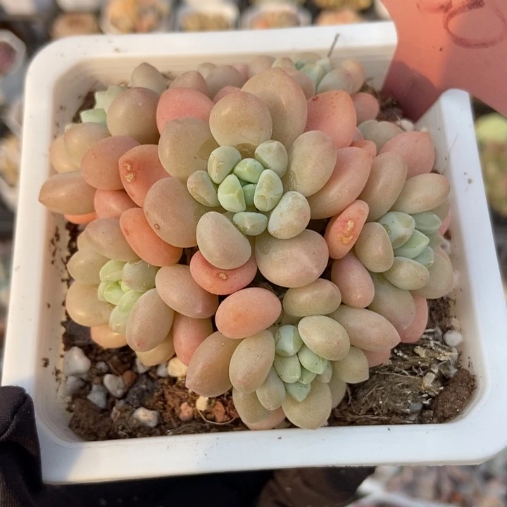 630洛可可多肉植物保护