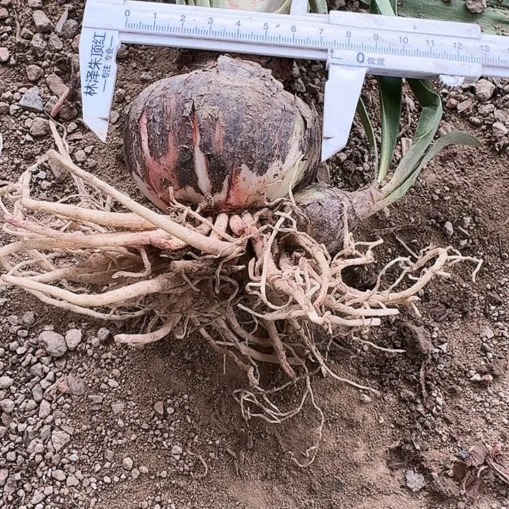 艾菲尔朱顶红一棵7带侧