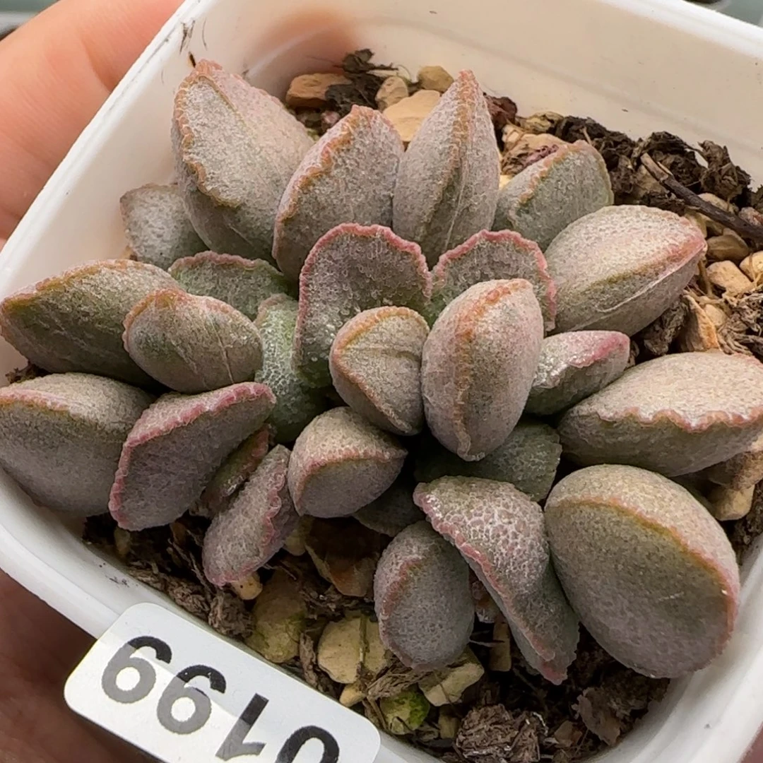 暖阳水泡多肉植物0199