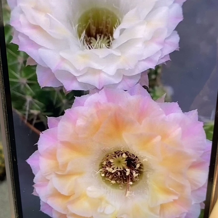 香香仙仙侧芽2公分左右