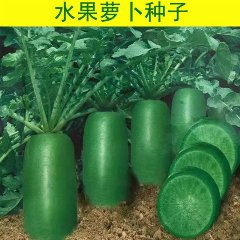 【苞出芽】冰糖水果萝卜种子生吃脆甜农家蔬菜种四季播新手简单带土