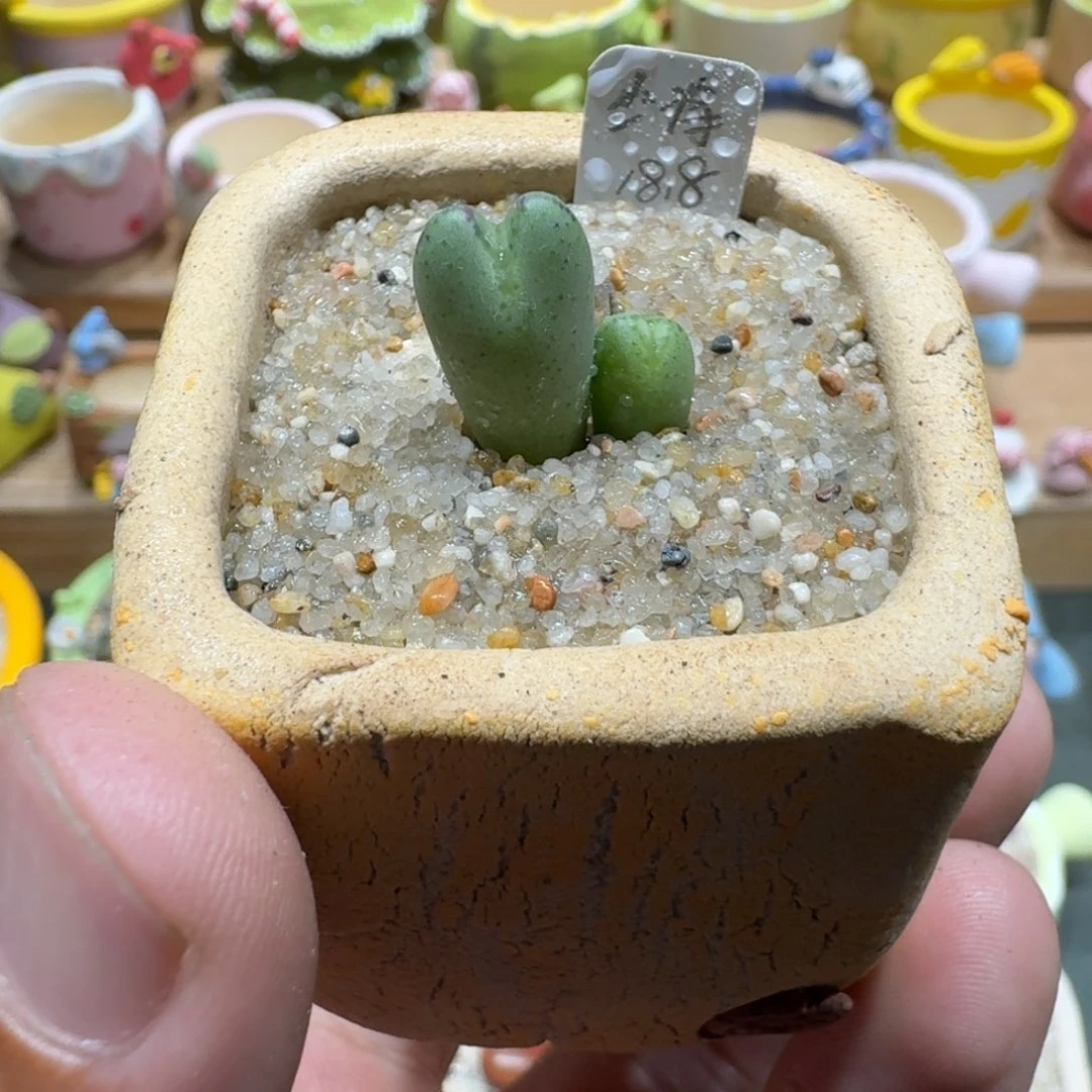 蘑菇1278少将多肉植物