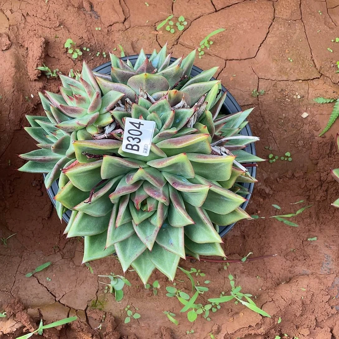 若如东云多肉单拍304