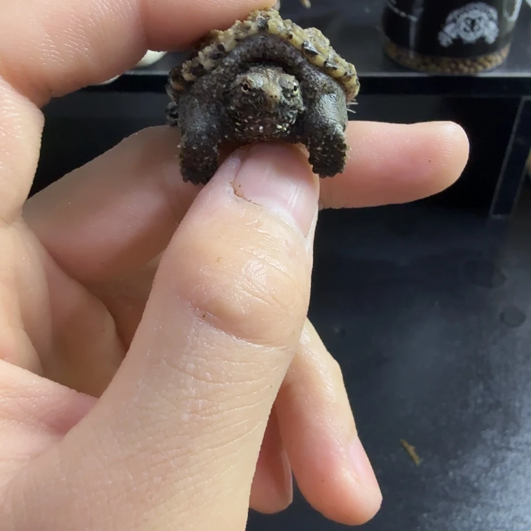 绿毛龟母4厘米白佛，