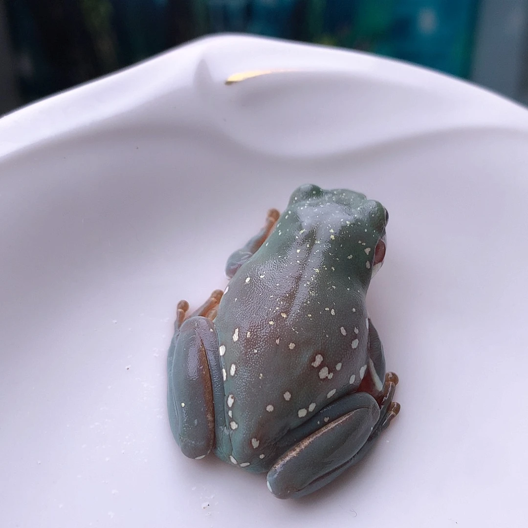 老爷树蛙14号精品超蓝大雪花
