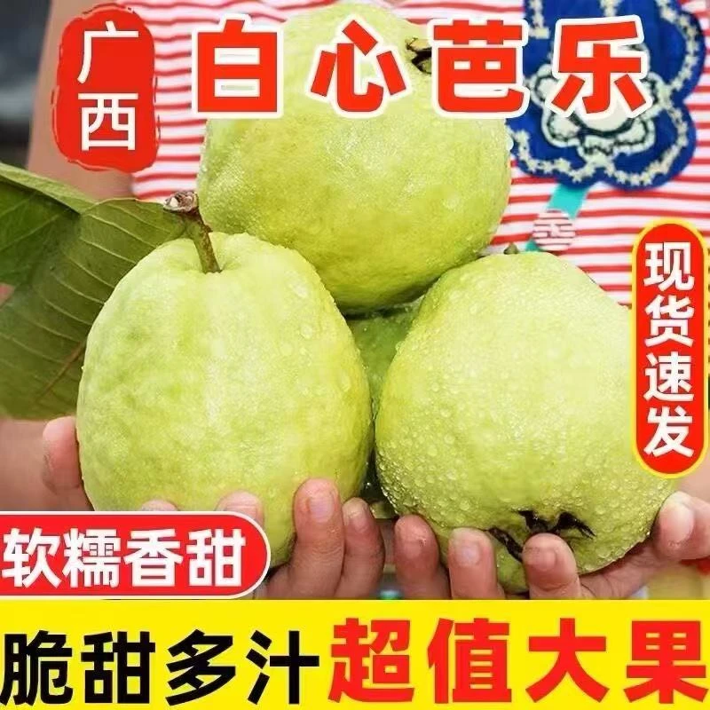 广西白心奶油芭乐现摘现发