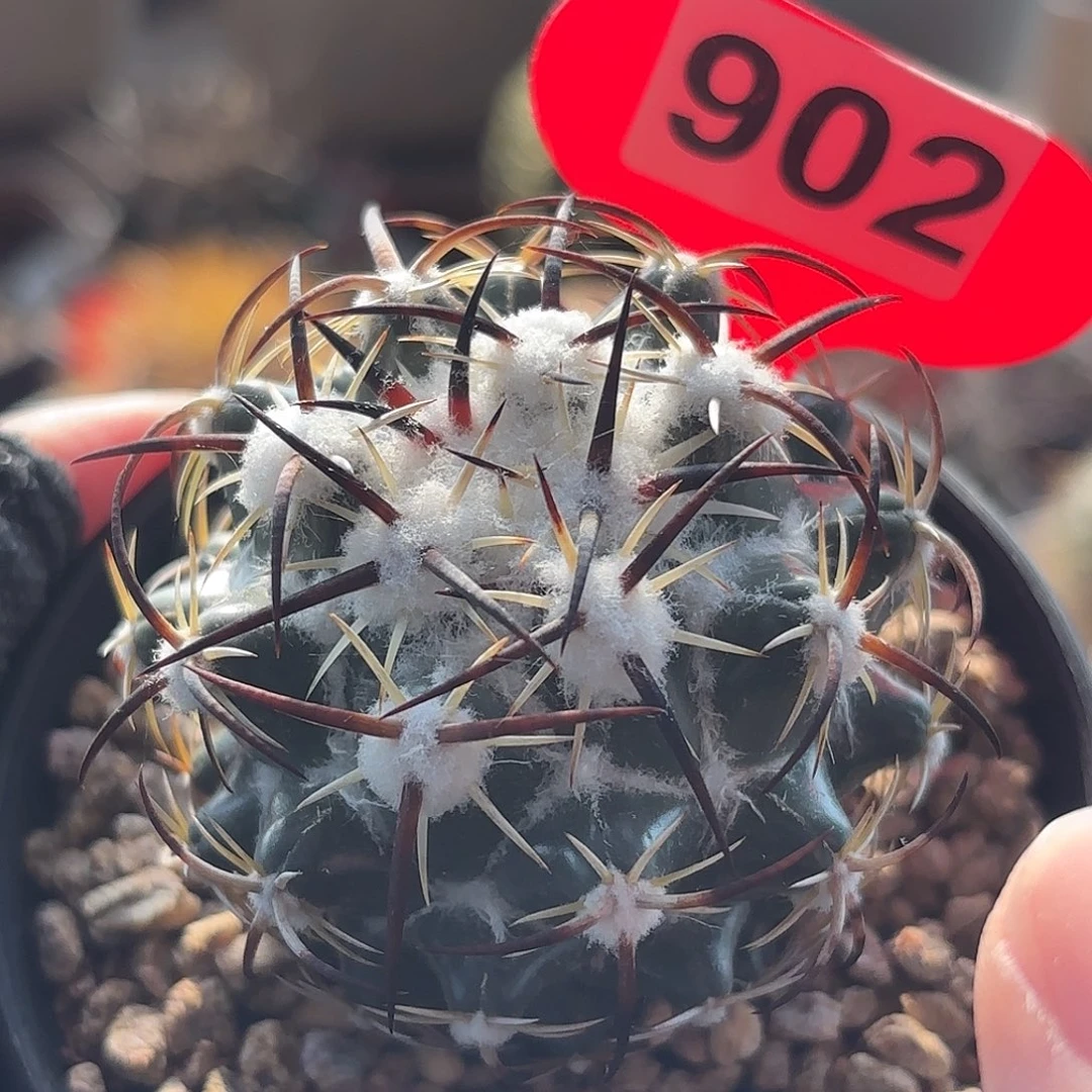 仙人球实生仙人球钢钉