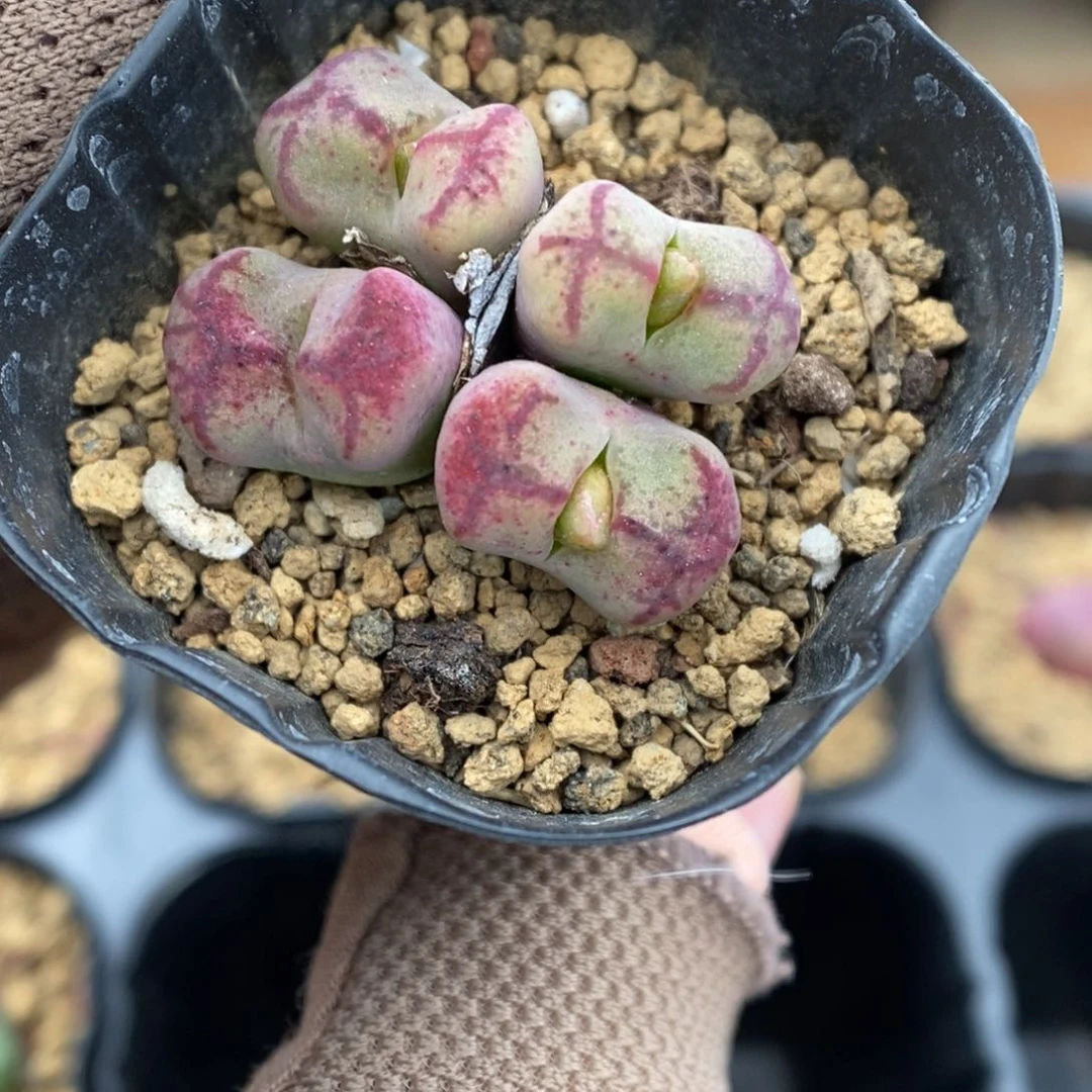 多肉植物肉锥杂交K-3680