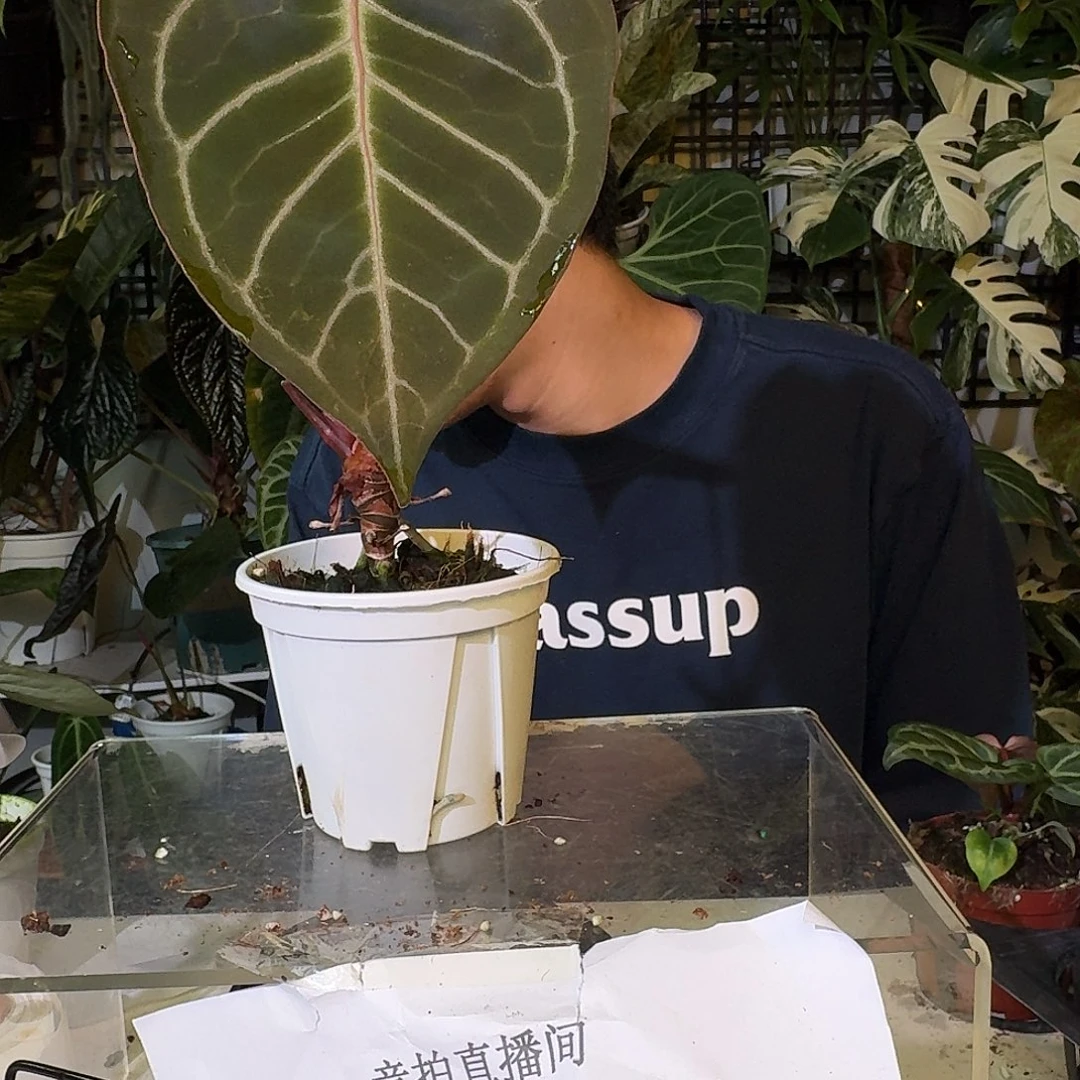 不开花植物C160粉脉撕裂纹杂狂战士