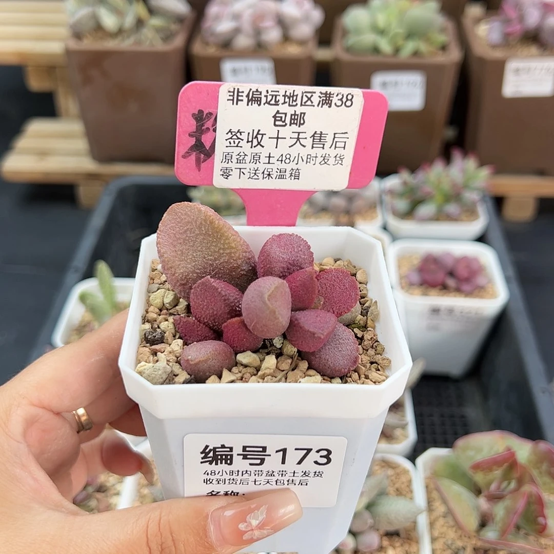 173赛猪肝多肉植物