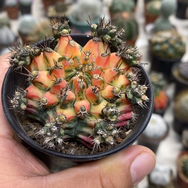花蝴蝶牡丹锦特价
