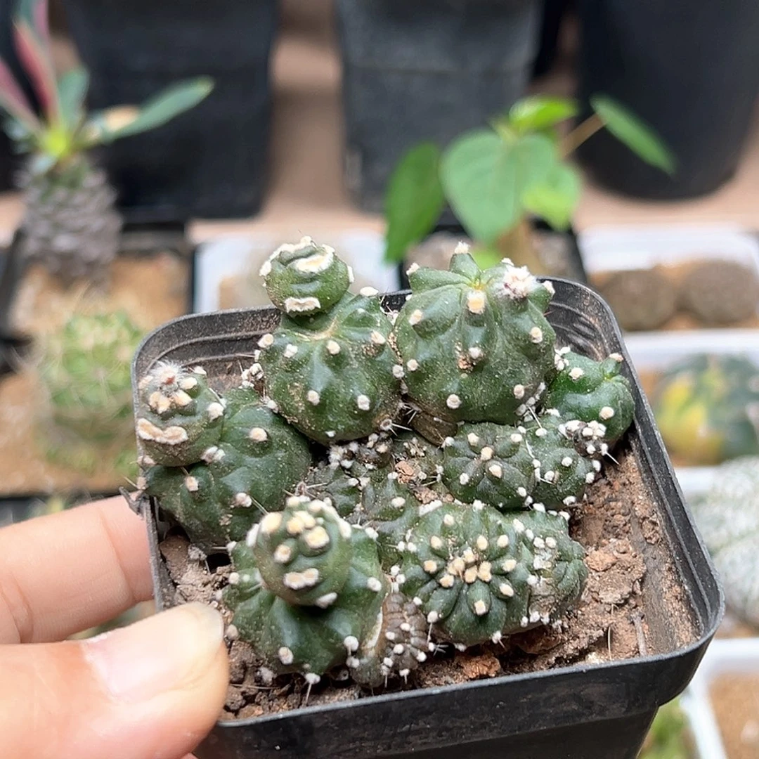 无花朵石化群一颗一颗一颗