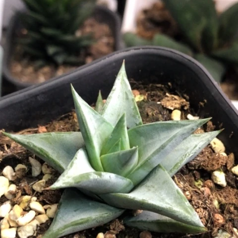 青瓷塔带盆发货哈哈哈哈