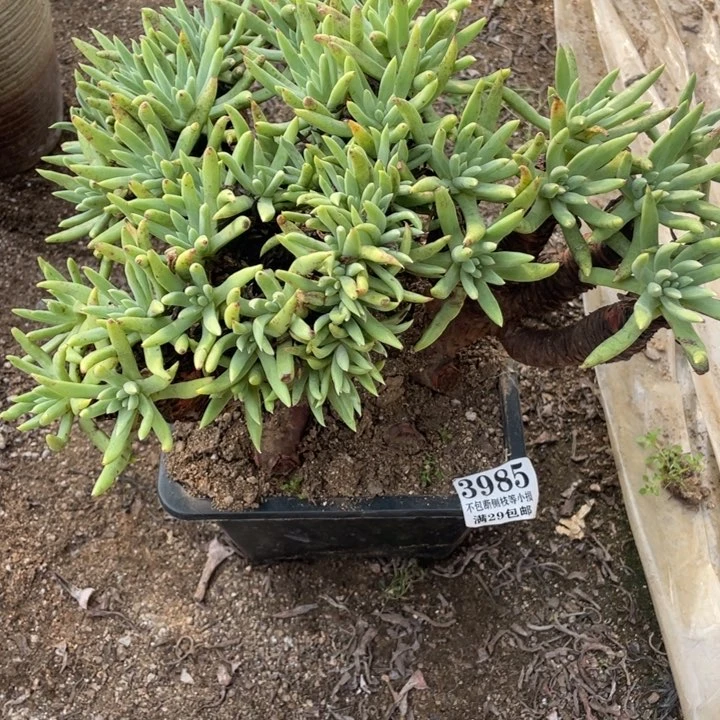 985号阿尔比芙洛亚多肉有断枝