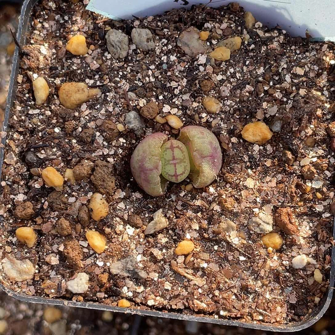 ?**u19-127肉锥多肉植物