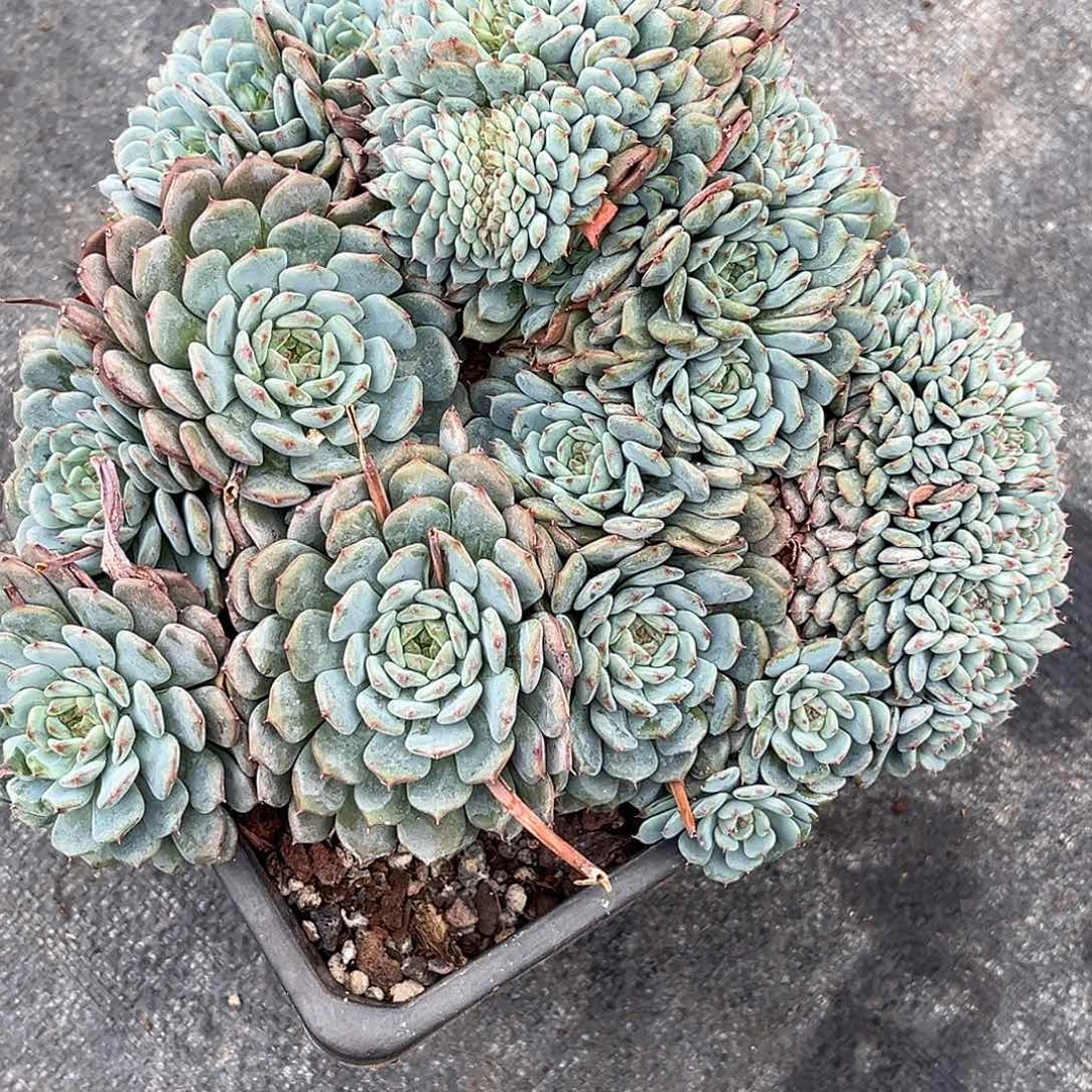 3***冰程成多肉植物白胖子缀化